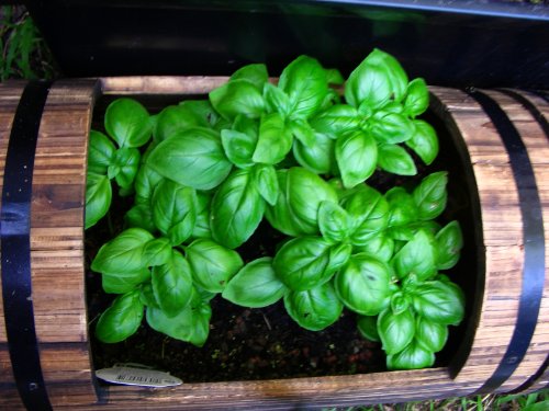 1500 SWEET BASIL Ocimum Basilicum Herb White Flower Seeds *Comb S/H 1500 SWEET BASIL Ocimum Basilicum Herb White Flower Seeds *Comb S/H