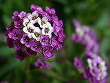 Royal Carpet Alyssum - 100 Seeds, 500 mg - Purple/White