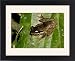 Framed Prints of ANZ-1060 Dark-eared Tree Frog is hides among giant leaves of a ginger plant in from Ardea Wildlife Pets