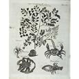 ENCYCLOPAEDIA BRITANNICA 1801 NATURE CRAB LOBSTER PLANT