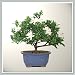 Joebonsai Nursery Direct Gardenia Bonsai I (b-g1) Joebonsai Nursery Direct Gardenia Bonsai I (b-g1)