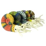 Woolly Ammonite (Knitted)IMAGE