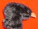 Crow
