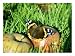 Red Admiral, Feeding on Fallen Apple, UK Animals Photographic Poster Print by Ian West, 16x12
