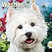 2016 Westies Calendar