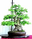 Ginkgo (Maidenhair) 5 Tree Seeds, Great for Penjing and Bonsai