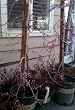 Lavender Twist Redbud Tree by Monrovia Growers