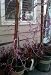 Lavender Twist Redbud Tree by Monrovia Growers