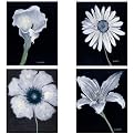 Studies in Black and White Wall Décor Collection