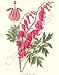 Botanical Flower Print: Bleeding Heart - Dicentra spectabilis