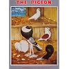 The Pigeon