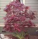 Japanese Red Maple 20 Seeds - Acer