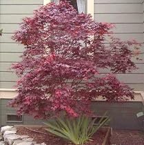 Japanese Red Maple 20 Seeds - Acer