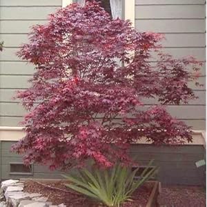 Japanese Red Maple 20 Seeds/Seed - Acer