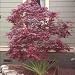 Japanese Red Maple 20 Seeds/Seed - Acer