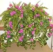 Large Mixed Ledge Garden