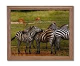 African Zebra Herd Wildlife Home Decor Wall Picture Oak Framed Art Print