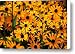 Yellow in Bulk Canvas Print / Canvas Art - Artist Emily J Photography