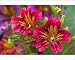 Photographic Prints of Painted tongue from Danita Delimont
