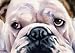Bulldog Dog Art Print Signed by Artist DJ Rogers