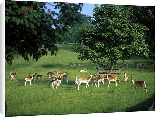 Canvas Prints of Dalemain from Country Life 