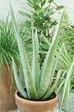 Aloe Vera Medicine Plant