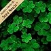 200 Irish Shamrock Seeds By Seed Needs