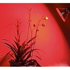 EagleLight Hydroponic Red Budding Grow Light - PAR38 LED EagleLight Hydroponic Red Budding Grow Light - PAR38 LED