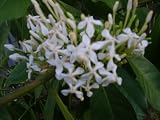 Rare Fragrant White Ixora Odorata Live Plant