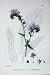 Botany Plant C1902 Purple Viper'S-Bugloss Echium Flower