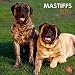 Mastiffs 2012 Wall Calendar 12" X 12"