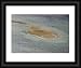 Mayotte - little white sand Island - Framed Print 20x16 (51x40cm) by Ardea