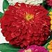 Deep Red Zinnia - 40 Seeds