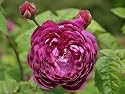 Gallicarose "Cardinal de Richelieu" - (5-Liter Topf)