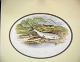 Houghton Fish C1880 Spined Loach Minnow Bleak Chromo