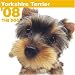 THE DOG Artlist - Yorkshire Terrier (Yorkie) 2008 Calendar