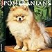 2016 Just Pomeranians Wall Calendar