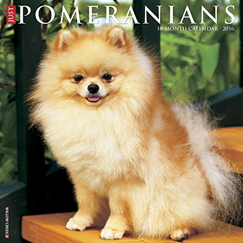 2016 Just Pomeranians Wall Calendar