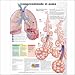 Understanding Asthma Anatomical Chart in Spanish (Entendiendo El Asma)