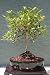 M&M BONSAI BRUSH CHERRY BONSAI TREE M&M BONSAI BRUSH CHERRY BONSAI TREE