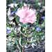 Illuminarie Butterfly Feeder - Pink