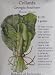 Georgia Southern Collards Heirloom Seeds 300 Seeds