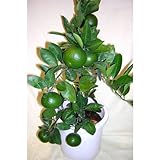 ��ǯ���ϤǤ��ޤ����ߥ������