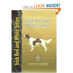 Irish Red and White Setter