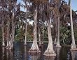 Cypress Grove Photograph - Beautiful 16x20-inch Photographic Print by Carol M. Highsmith