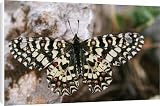 Canvas Prints of Spanish Festoon Butterfly from Ardea Wildlife Pets