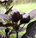 Black Pearl Hot Pepper - 4 Plants - Ornamental/Edible