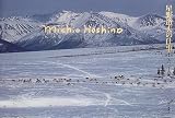星野道夫の仕事〈第1巻〉カリブーの旅