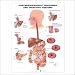 Gastroesophageal Disorders and Digestive Anatomy, Anatomical Chart 20