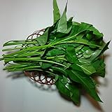 エンサイ（空芯菜）